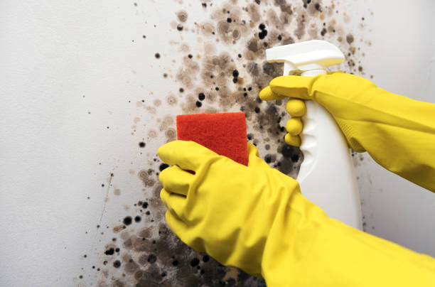 Best Local Mold Removal Service  in Pistakee Highlands, IL